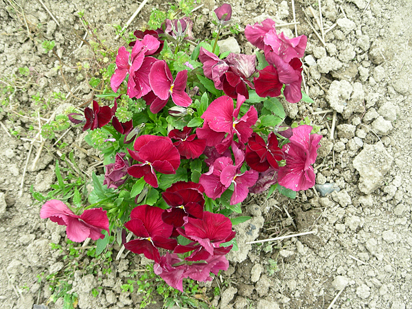 pansy in flower